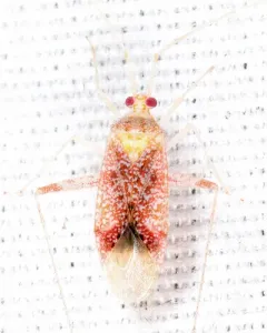 Phytocoris puella thumbnail 2