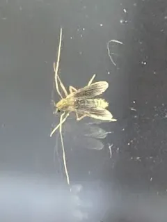 Stenochironomus unictus thumbnail 1