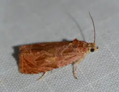 Olethreutes nitidana thumbnail 4