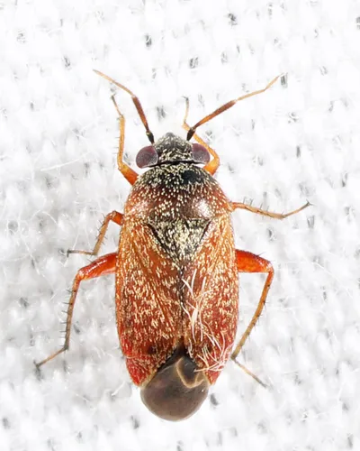 Atractotomus rubidus