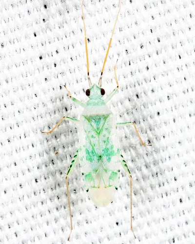 Reuteria irrorata