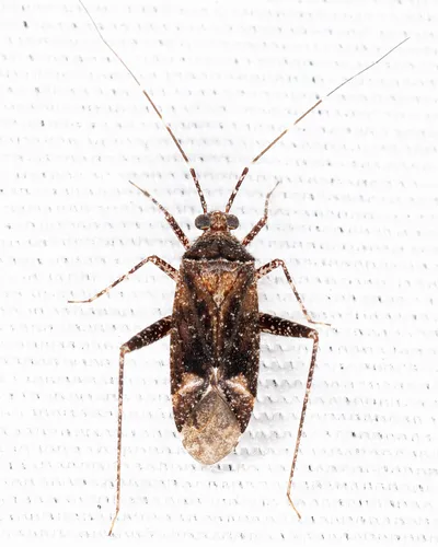 Phytocoris conspurcatus