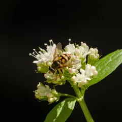 Western Wood Fly thumbnail 3