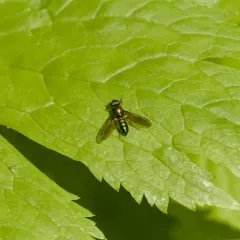 Sargus viridis thumbnail 3