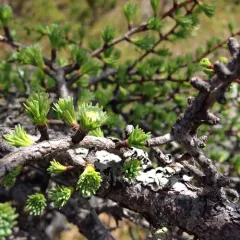 tamarack thumbnail 2
