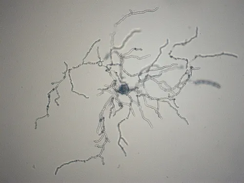 Conidiobolus coronatus