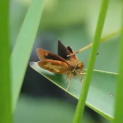 Mulberry Wing thumbnail 4
