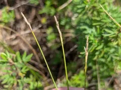 dioecious sedge thumbnail 1