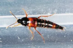 Bolitobius cingulatus thumbnail 3