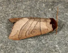 Angus' Datana Moth thumbnail 2