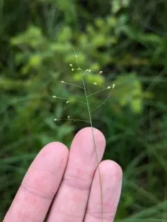 Lindheimer's Panicgrass thumbnail 3