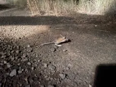 California Kangaroo Rat thumbnail 3