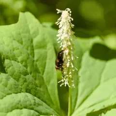 Orange-faced Wood Fly thumbnail 3