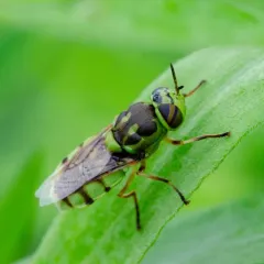 Green Soldier Fly thumbnail 4