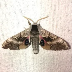 One-eyed Sphinx thumbnail 1