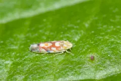 Vine Leafhopper thumbnail 2