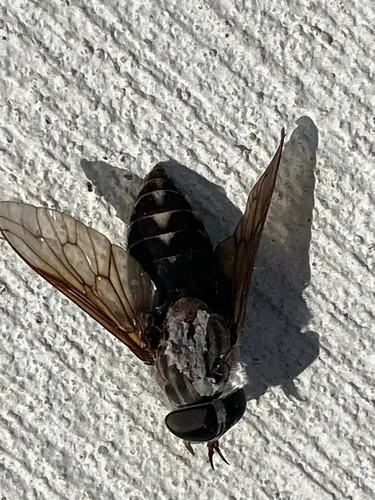 Tabanus superjumentarius