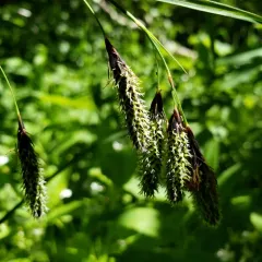 mertens' sedge thumbnail 3