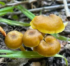 clustered waxcap thumbnail 2