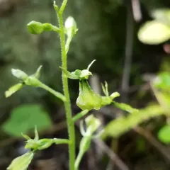 Northwestern Twayblade thumbnail 2