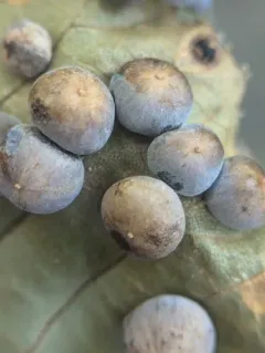 Hickory Blue-powder Gall Midge thumbnail 1