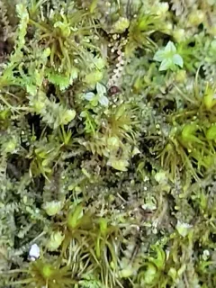 Forest Notchwort thumbnail 3