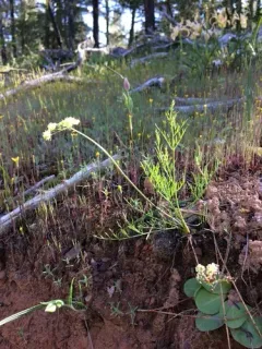 Cook's lomatium thumbnail 1