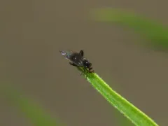 Euhybus purpureus thumbnail 3