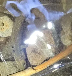 Cope's Giant Salamander thumbnail 3