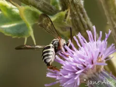 Interrupted Cellophane-cuckoo Bee thumbnail 3
