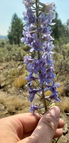 spiked larkspur