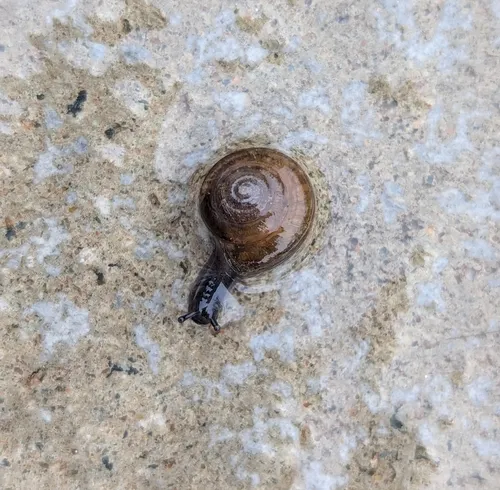 Cellar Snail