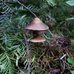 Hypholoma dispersum thumbnail 4