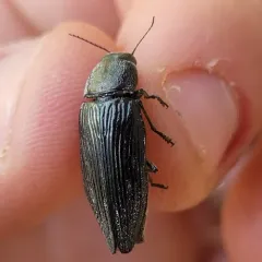 Pink-faced jewel beetle thumbnail 1