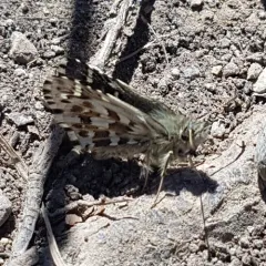 Northern Grizzled Skipper thumbnail 3