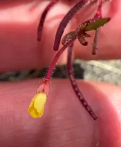 plains evening primrose thumbnail 4