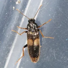 Connected False Darkling Beetle thumbnail 3