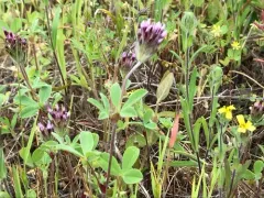 Branched Clover thumbnail 2