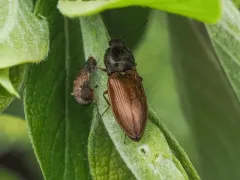 Pistol Casebearer Moth thumbnail 2