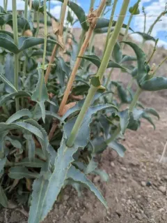 Palmer's penstemon thumbnail 4