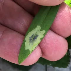 Calycomyza promissa thumbnail 1
