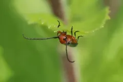 Sassafras Borer thumbnail 2