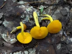 Humidicutis auratocephala thumbnail 4