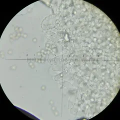 Pluteus seticeps thumbnail 2