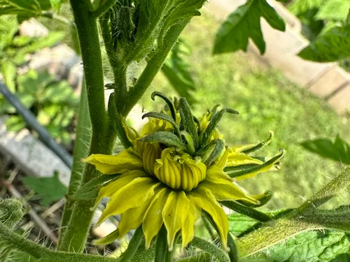 Stolbur phytoplasma