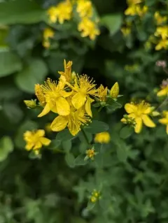 Imperforate St John's-wort thumbnail 1