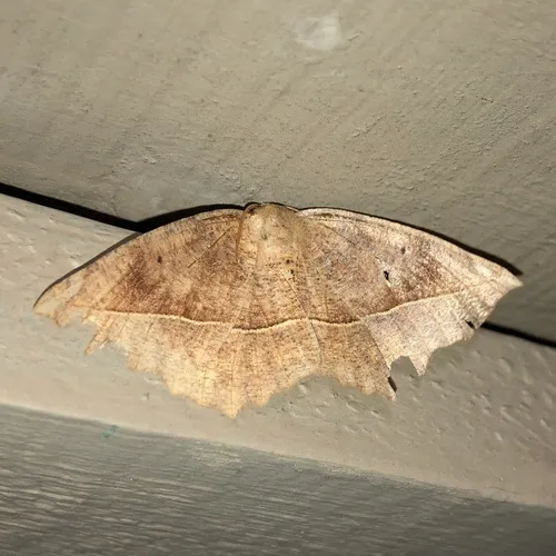 Curved-toothed Geometer Moth
