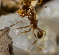 Hairy Big-headed Ant thumbnail 2