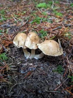 Inocybe ceskae thumbnail 4