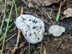 Phellodon alboniger thumbnail 3